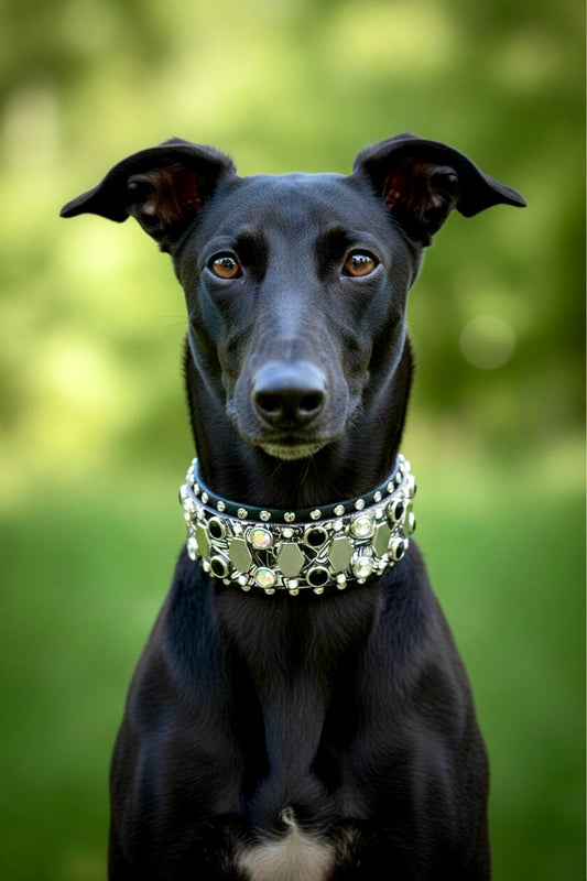 Custom Collar - Available