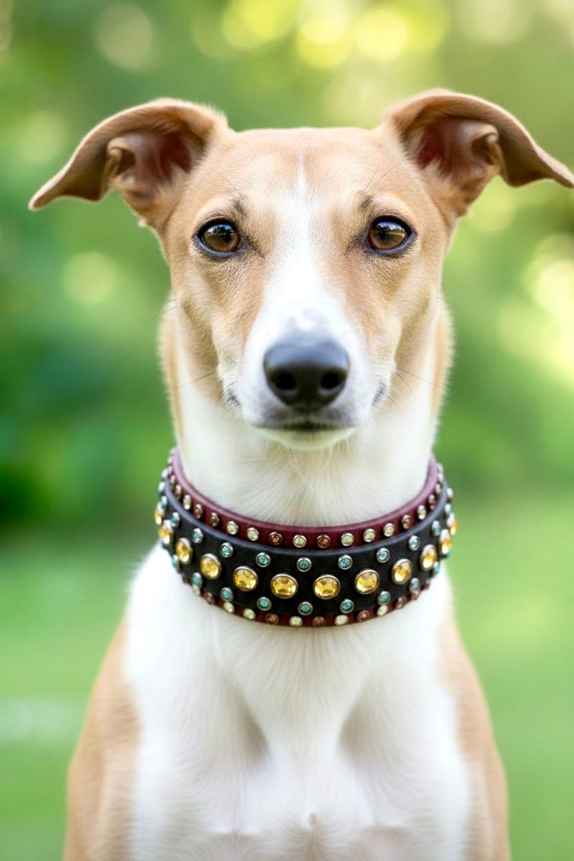 New Collar - Available