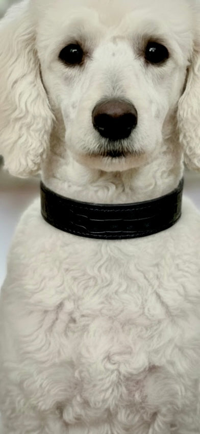 New Collar - Available