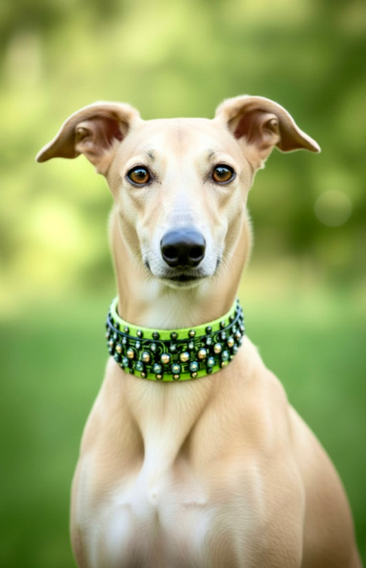 Custom Collar- Available