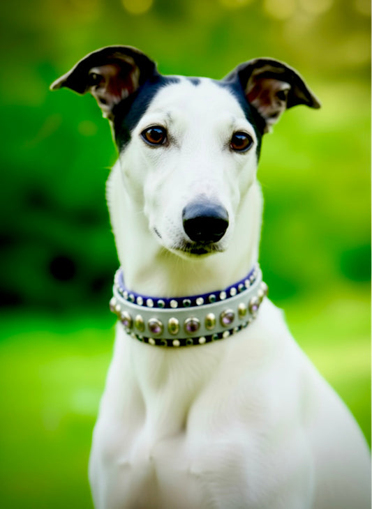 Custom Collar - Available