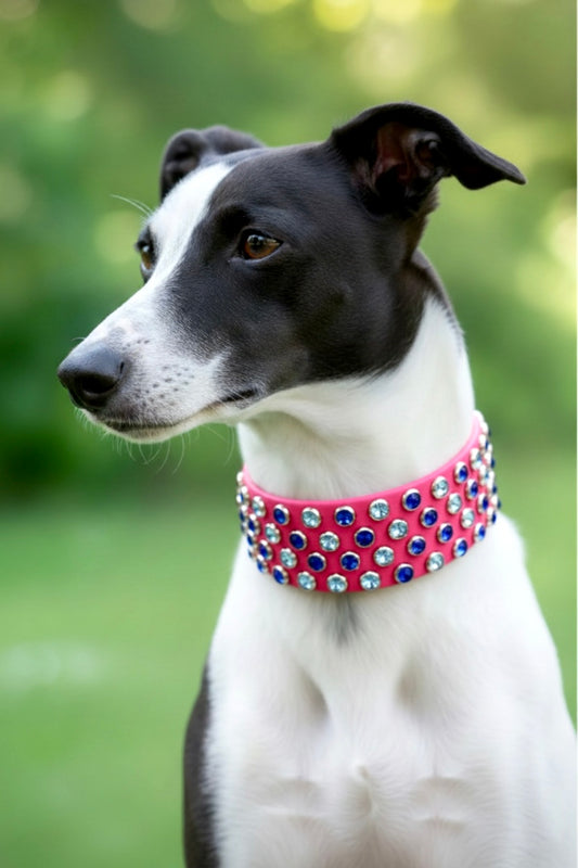 Custom Collar Available